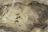 Polished Petrified Wood (Dicot) Slab - Texas #104967-1